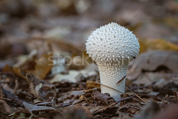 Small common puffball (Lycoperdon perlatum) mushroom close up Stock photo © digoarpi