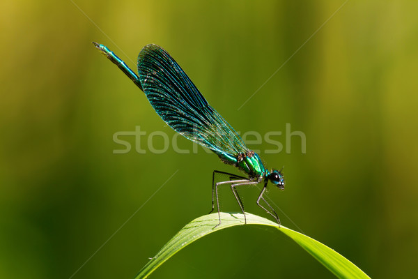 Libelle schönen ruhend Blatt Textur Frühling Stock foto © digoarpi