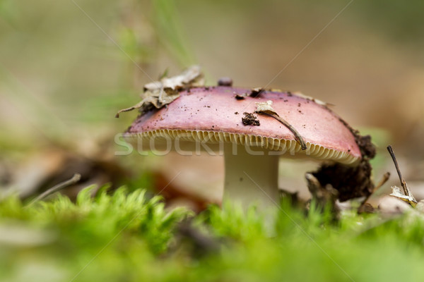 Fungo vermelho cogumelo comida verde cabeça Foto stock © digoarpi