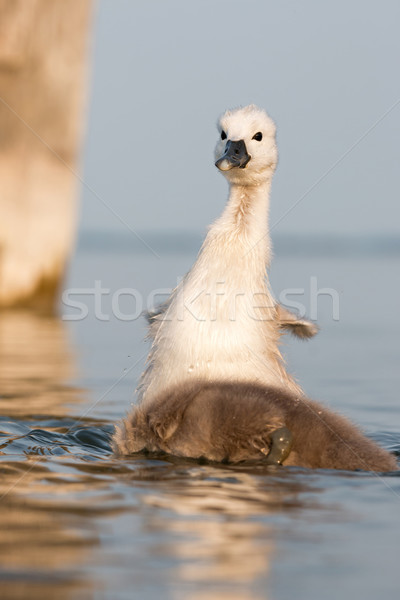 Jeunes cygne nature lumière beauté [[stock_photo]] © digoarpi