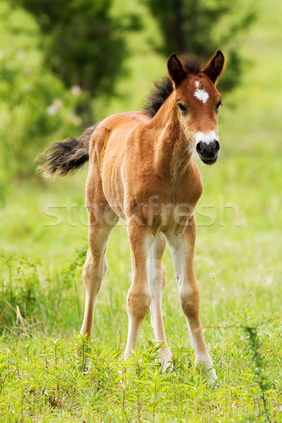 Fohlen jungen grünen Bereich Gesicht Gras Stock foto © digoarpi