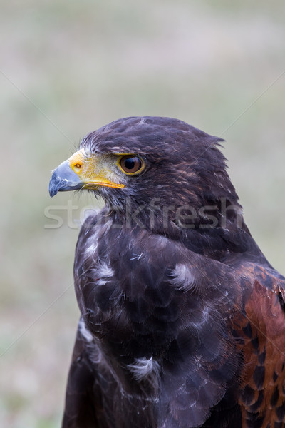 Close up of brown eagle Stock photo © digoarpi