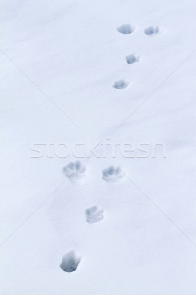 Hase Hinweise Schnee Textur abstrakten Natur Stock foto © digoarpi
