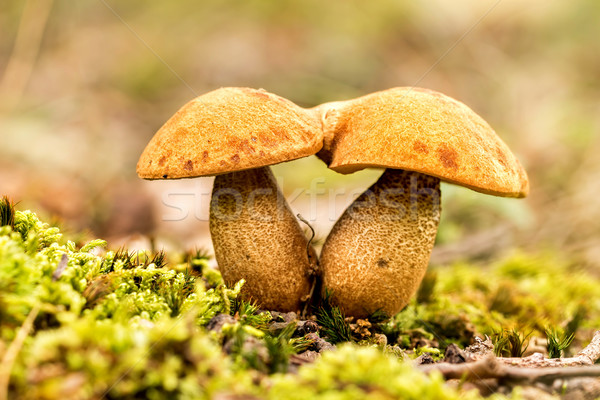 Fungi Stock photo © digoarpi