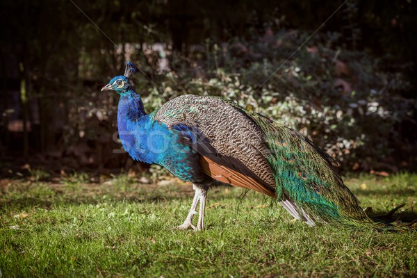 Beautiful colorful peacock  Stock photo © digoarpi