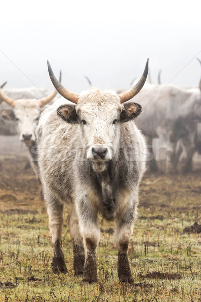 Foto d'archivio: Ungherese · grigio · mucca · inverno · natura