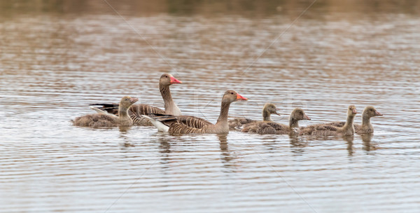 Graylag family on the water Stock photo © digoarpi