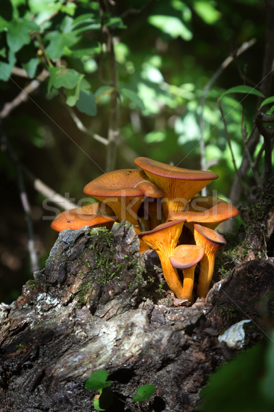 Close up of jack-o'-lantern mushroom (Omphalotus olearius) Stock photo © digoarpi