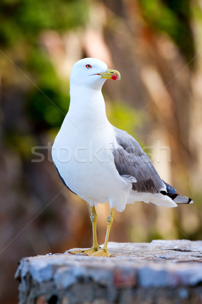 Stock photo: Seagull