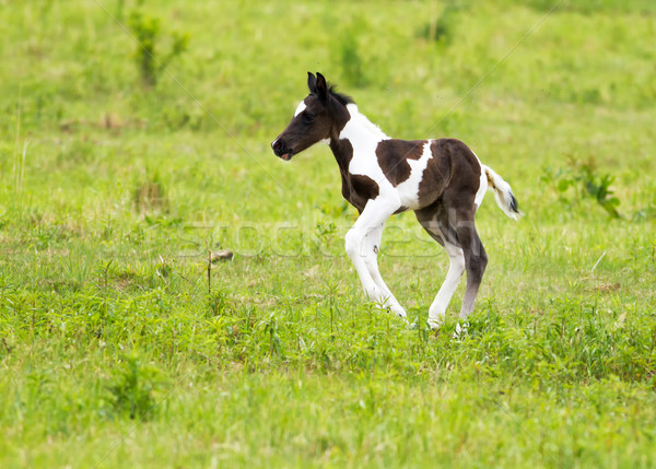 Foal Stock photo © digoarpi