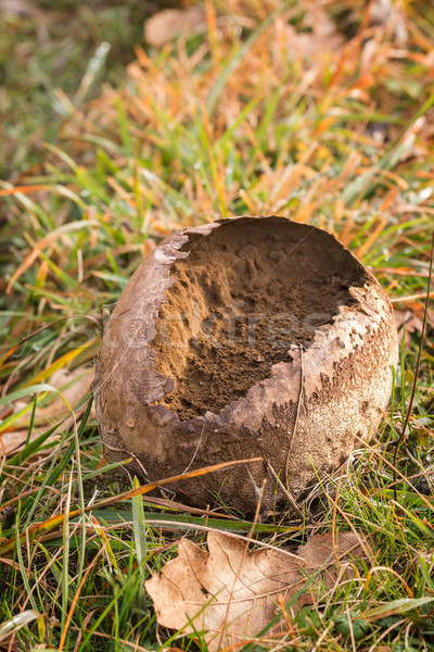 Calvatia mushroom,puffball Stock photo © digoarpi