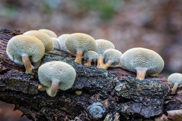 Stock photo: Close-up of mushroom view from below