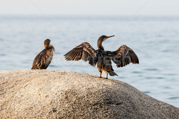 Great Cormorant (Phalacrocorax lucinus) Stock photo © digoarpi