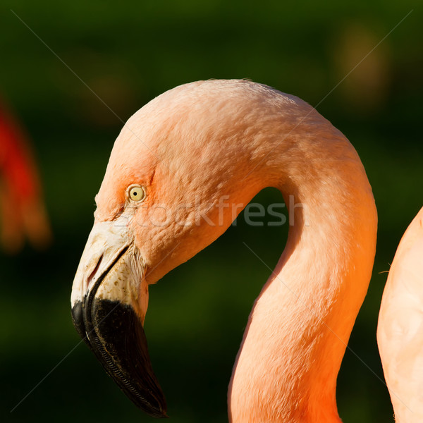 фламинго довольно вверх тесные выстрел воды Сток-фото © digoarpi