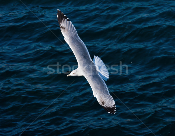 Pescarus de mare nice cer natură Imagine de stoc © digoarpi