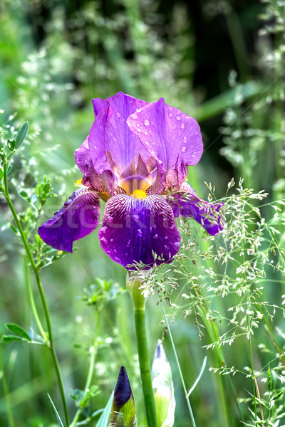 Iris flower on a green field Stock photo © digoarpi