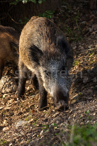 Wildschwein essen Auge Holz Natur Stock foto © digoarpi