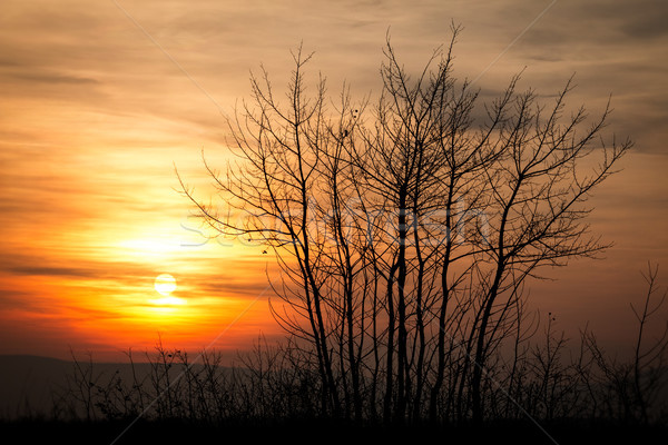 Stok fotoğraf: Güzel · gün · batımı · manzara · ağaçlar · gökyüzü · ağaç