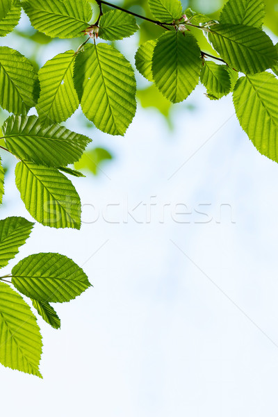 Leaves Stock photo © digoarpi