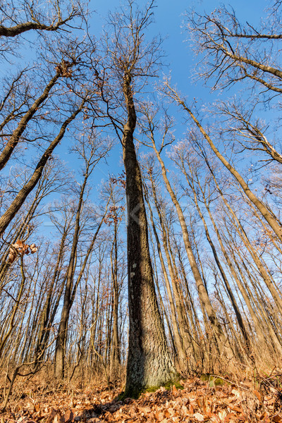 Oak forest  Stock photo © digoarpi