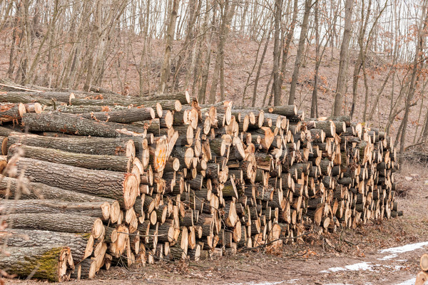 Big pile of wood in the forest Stock photo © digoarpi