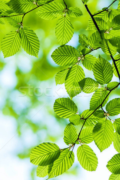Pozostawia piękna harmonijny lasu szczegół drewna Zdjęcia stock © digoarpi