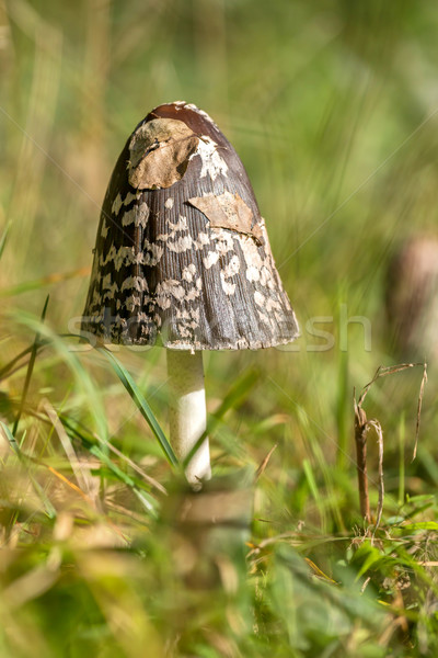 Desgrenhado nosso boné cogumelo grama floresta Foto stock © digoarpi
