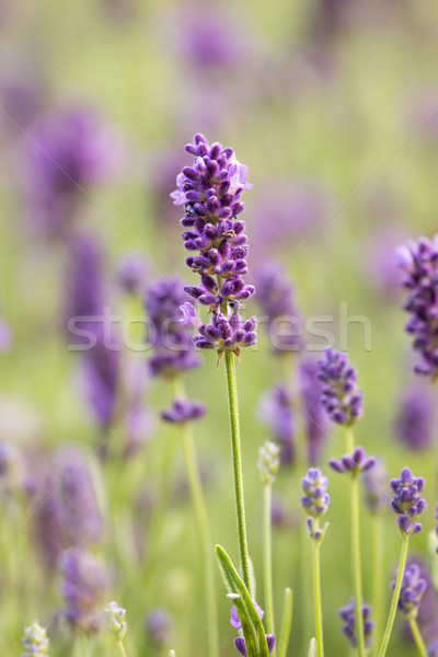 Lavender Stock photo © digoarpi