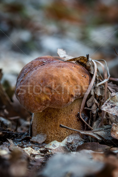 Porcini mushroom (Boletus edulis)  in the forest Stock photo © digoarpi
