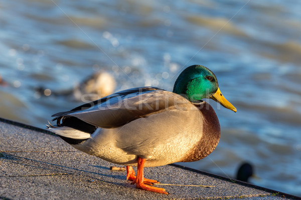 Close up from a beautiful mallard  Stock photo © digoarpi