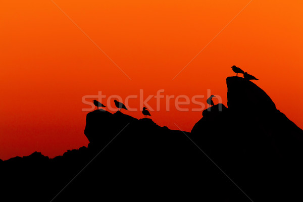 Morning silhouette Stock photo © digoarpi
