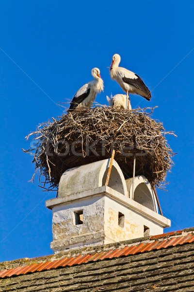 Storch Nest Dorf Rost Familie Frühling Stock foto © digoarpi