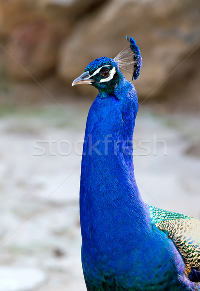 Stock photo: Peacock