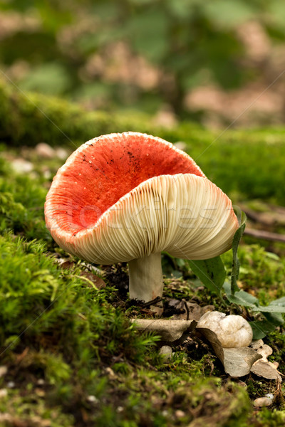 Red mushroom russula  Stock photo © digoarpi