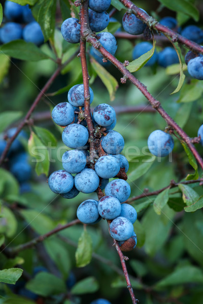 Sloe bush with many fruits Stock photo © digoarpi