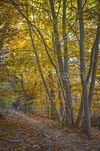 Beautifal autumn beech forest en mountain Montseny in Spain Stock photo © digoarpi
