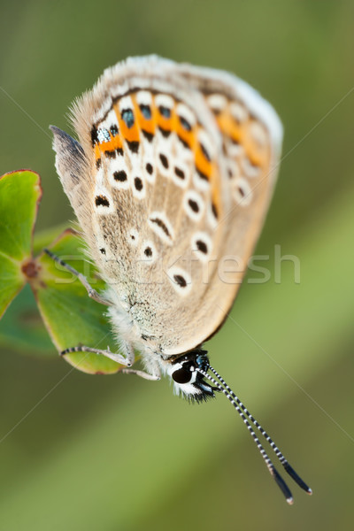 Butterfly Stock photo © digoarpi