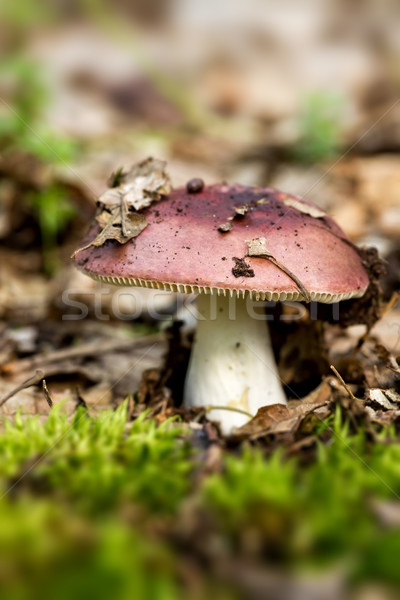 Red mushroom russula  Stock photo © digoarpi