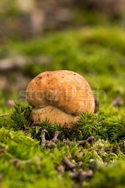 Porcini fungi on the moss (Boletus edulis) Stock photo © digoarpi