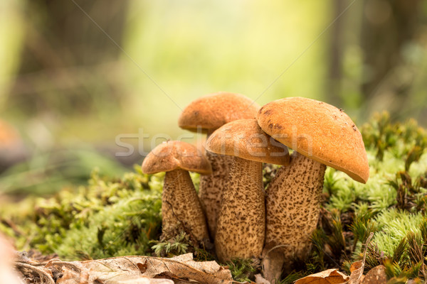 Ehető gombák három gomba étel erdő Stock fotó © digoarpi