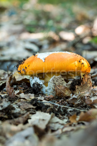 молодые гриб осень лес трава природы Сток-фото © digoarpi