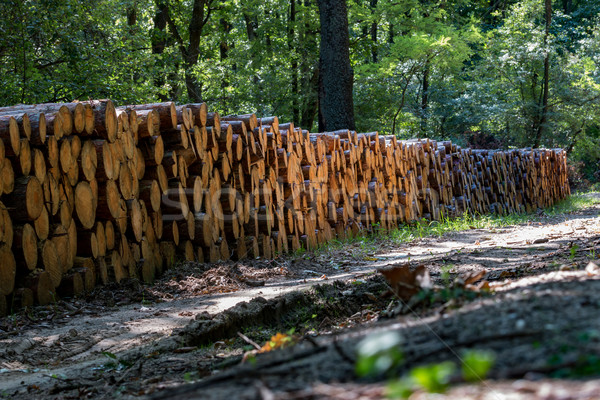 большой древесины лес дороги дерево Сток-фото © digoarpi