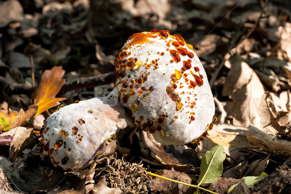 инфицированный съедобный гриб продовольствие древесины природы Сток-фото © digoarpi
