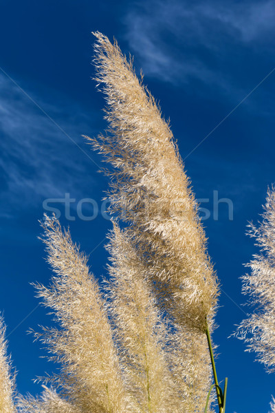 Pampas grass (Cortaderia selloana)  Stock photo © digoarpi