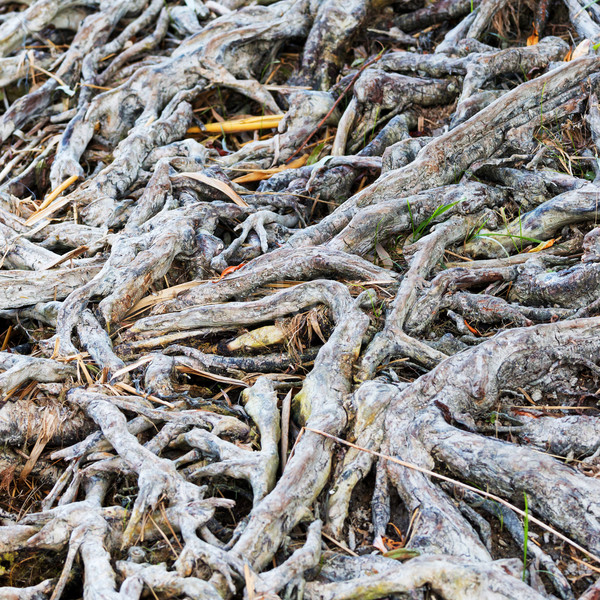 Interesante raíces superficie árbol hoja fondo Foto stock © digoarpi
