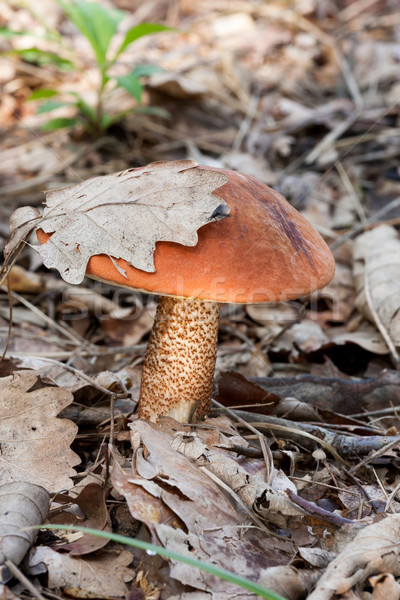 Red-capped scaber stalk (Leccinum aurantiacum) mushroom Stock photo © digoarpi