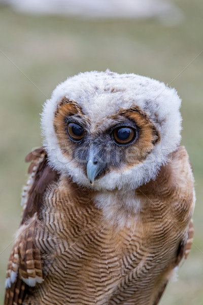 Young Brown Spotted Owl Stock photo © digoarpi