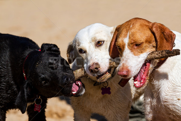 Foto stock: Cães · jogar · haste · feliz · preto · engraçado