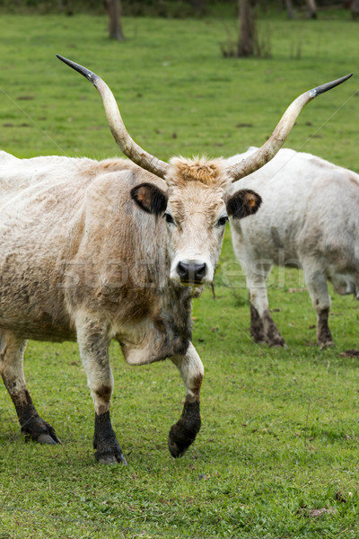 Schönen grau Stier Porträt Familie Stock foto © digoarpi