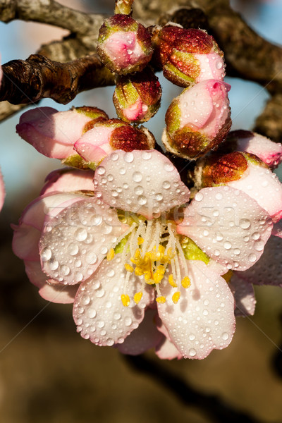Fiore bella mandorla albero natura giardino Foto d'archivio © digoarpi